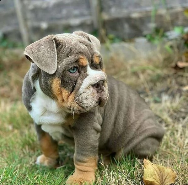 adorabili cuccioli di bulldog inglese in vendita. | Foto 1