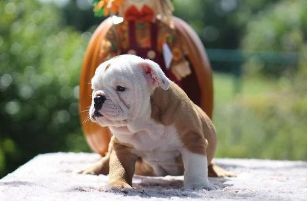 adorabili cuccioli di bulldog inglese in vendita. | Foto 0