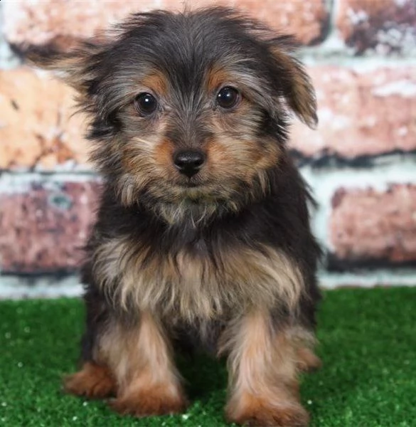 cucciolo di yorkshire toy