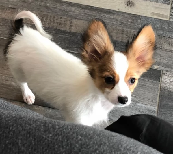 bellissimi cuccioli di papillon in adozione