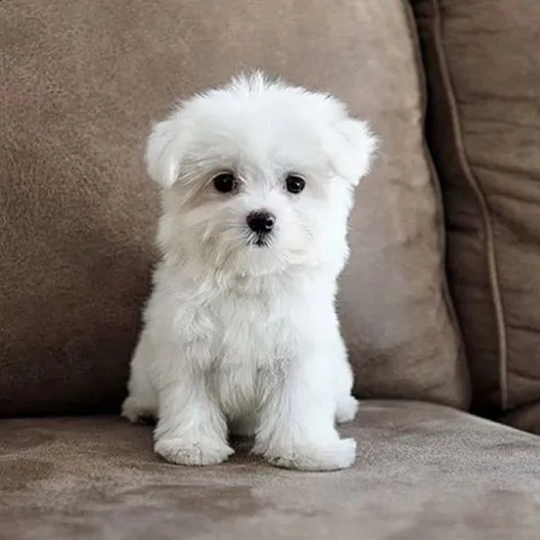 regalo maltese | Foto 0