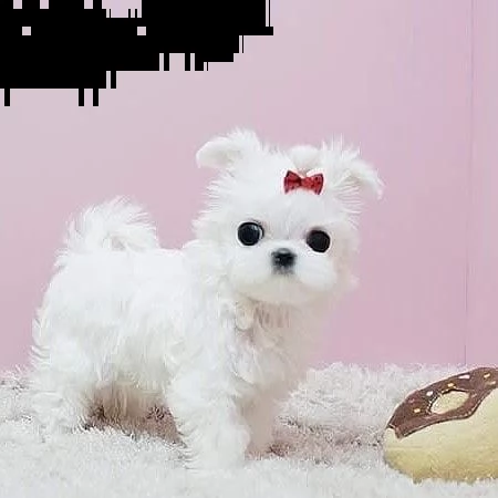 regalo maltese//////// | Foto 0