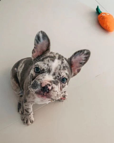 bulldog francese per regalo di pasqua