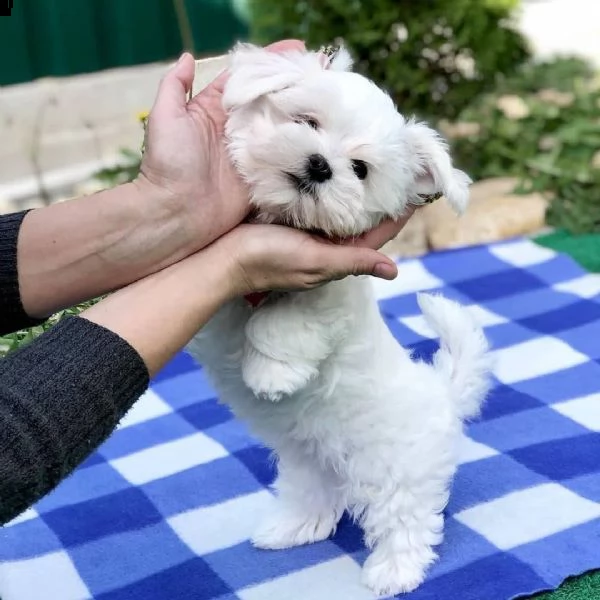 regalo maltese/////// | Foto 0