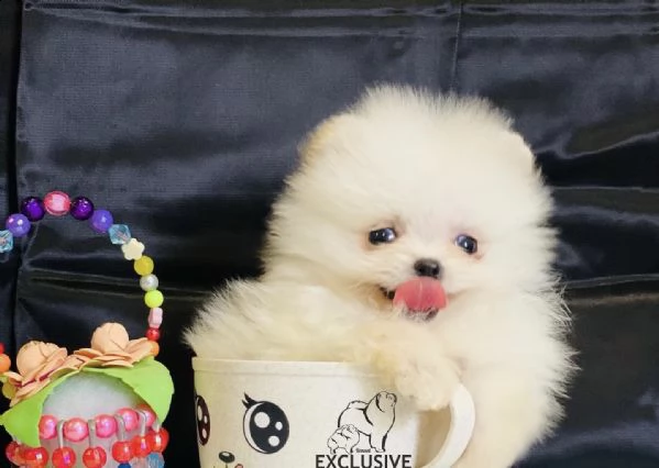 regalo volpino pomerania mini toy $$$$$$