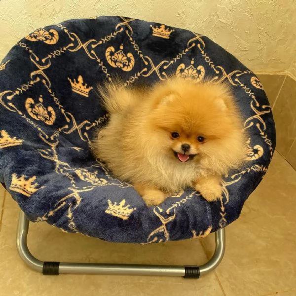 regalo volpino pomerania mini toy ())()