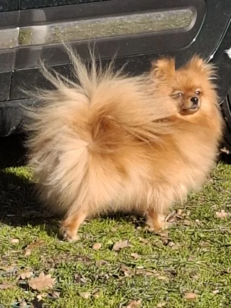 SPITZ TEDESCO NANO (POMERANIA)