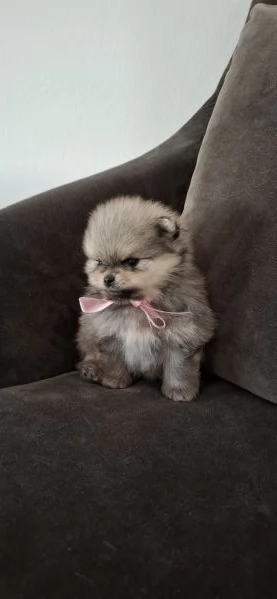 SPITZ TEDESCO NANO (POMERANIA) | Foto 5