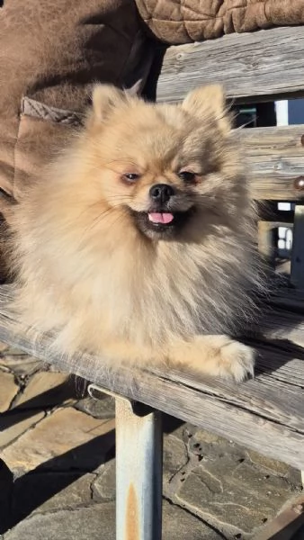 SPITZ TEDESCO NANO (POMERANIA) | Foto 4