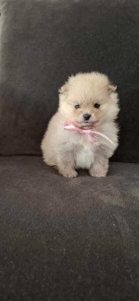 SPITZ TEDESCO NANO (POMERANIA) | Foto 3