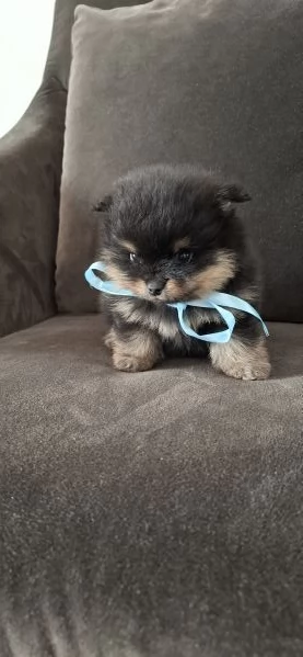 SPITZ TEDESCO NANO (POMERANIA) | Foto 2