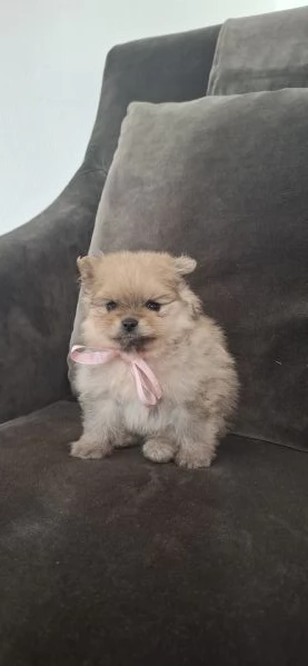 SPITZ TEDESCO NANO (POMERANIA) | Foto 1