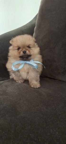 SPITZ TEDESCO NANO (POMERANIA) | Foto 0