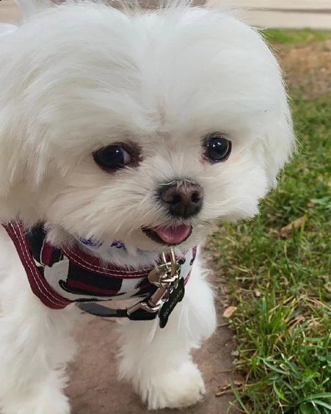 regalo maltese///////