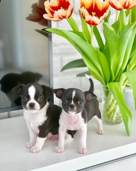 simpatici cuccioli di chihuahua giocosi.
