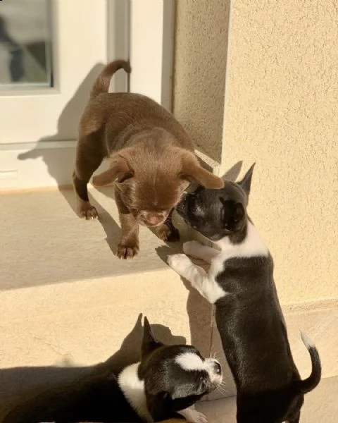 simpatici cuccioli di chihuahua giocosi. | Foto 0