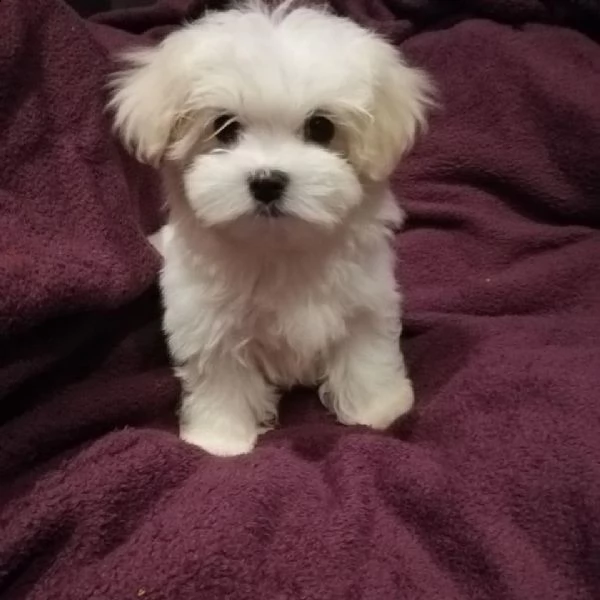 regalo maltese | Foto 0