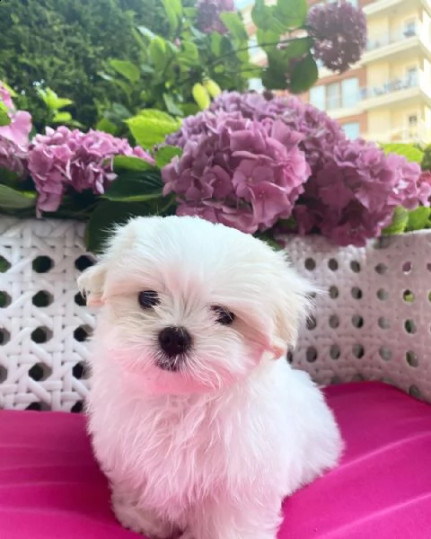 regalo maltese