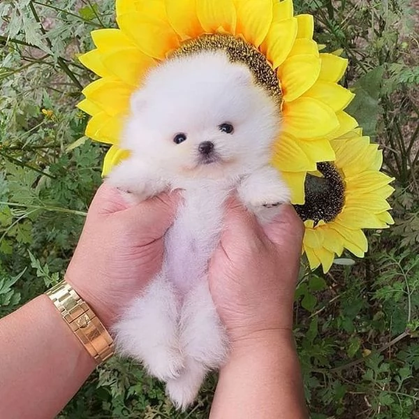 regalo pomeranian nano | Foto 0
