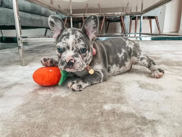 bulldog francese speciale per pasqua