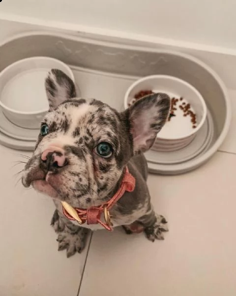 french bulldog cucciolo