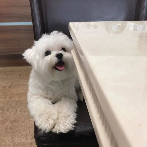 regalo maltese | Foto 0