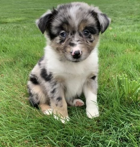 regalo adorabili cuccioli  west highland terrier bianco femminucce e maschietti disponibili