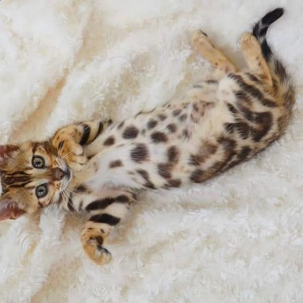 bellissimi gattini bengalesi pronti per una nuova casa contattaci con il tuo numero whatsapp per mag