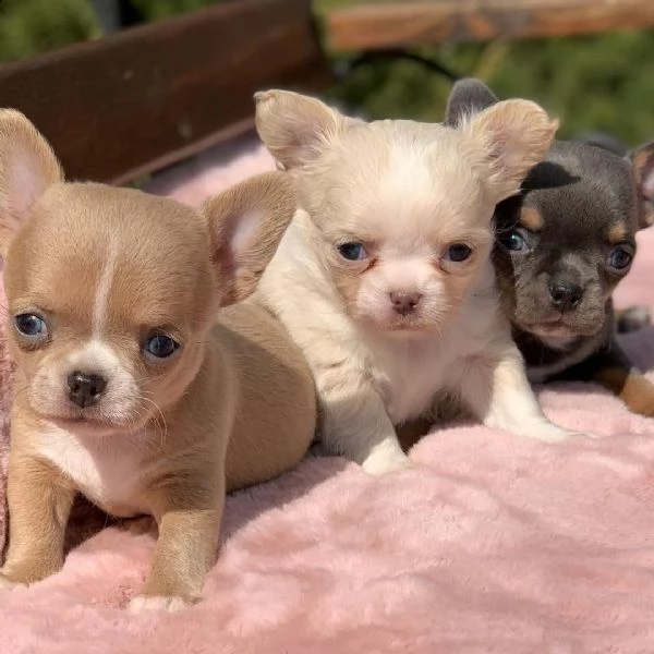 bellissimi cuccioli di chihuahua | Foto 0