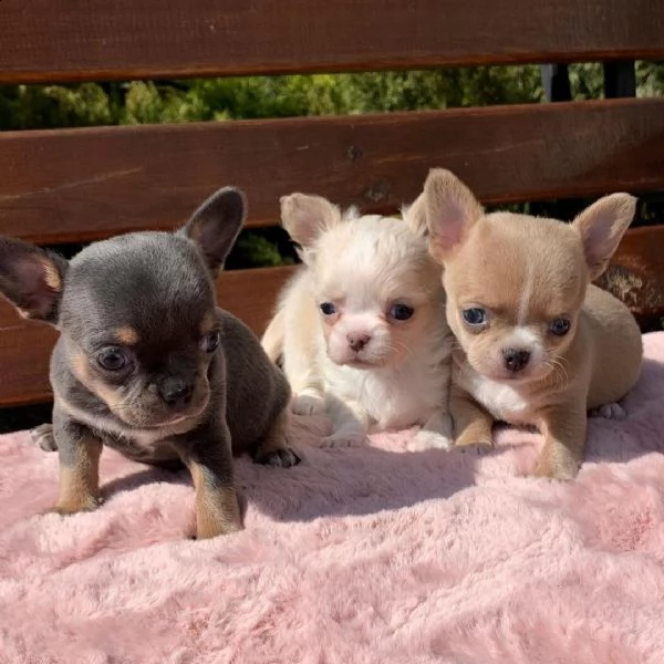 bellissimi cuccioli di chihuahua