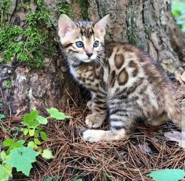 gattini bengala maschi e femmine in cerca di una nuova casa contattaci per i dettagli