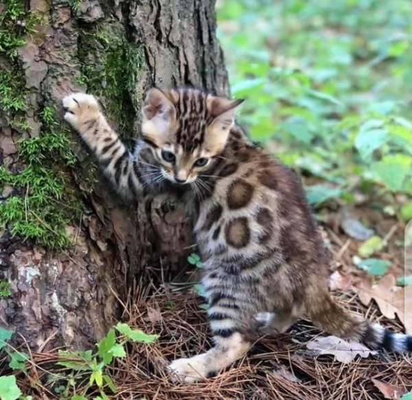 simpatici gattini giocosi bengala disponibili e pronti a partire per maggiori informazioni contattac