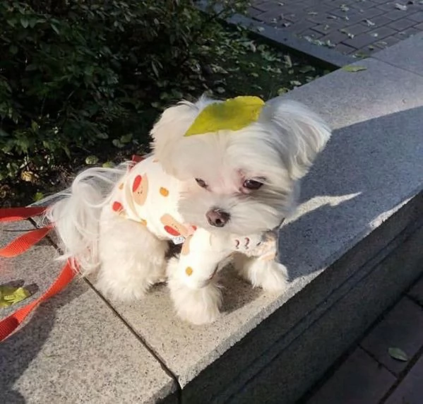 cucciolo di maltes solo per gli amanti dei cuccioli di reinserimento 