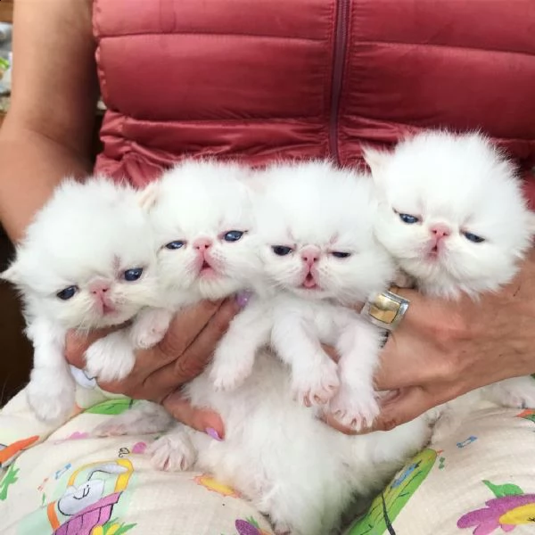 simpatici gattini persiani. 