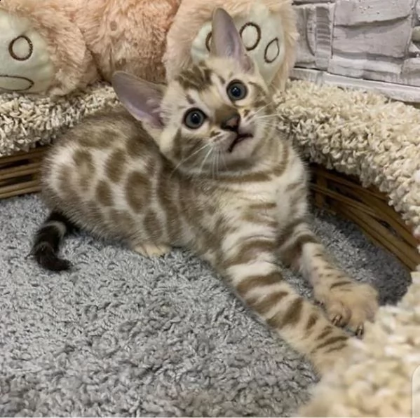 simpatici gattini giocosi bengala disponibili e pronti a partire per maggiori informazioni contattac