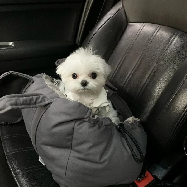 regalo maltese<<<<>>>>