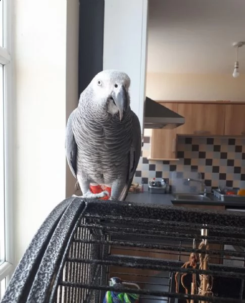 adorabili pappagalli grigi africani maschi e femmine in cerca di una nuova casa