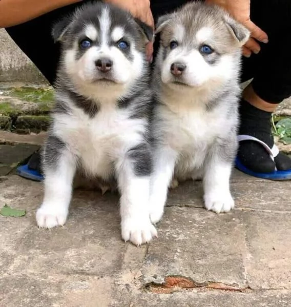 cuccioli di siberian husky maschi e femmine in cerca di una nuova casa