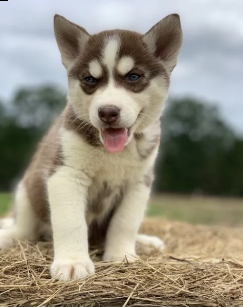 adorabili cuccioli siberiano husky femminucce e maschietti disponibili