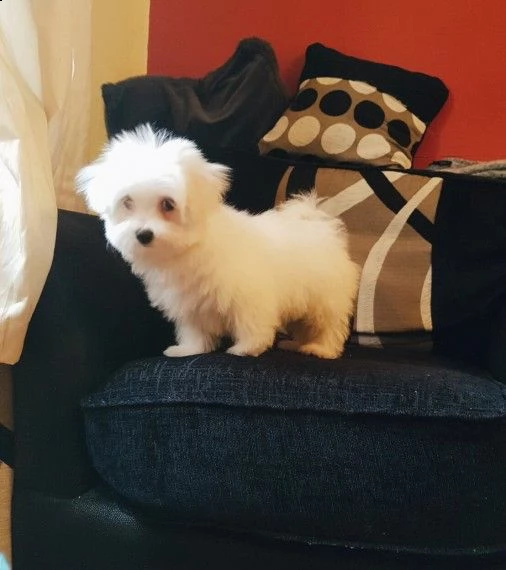 adorabili cuccioli toy maltese femminucce e maschietti disponibili