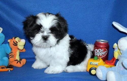adorabili cuccioli shih tzu femminucce e maschietti disponibili