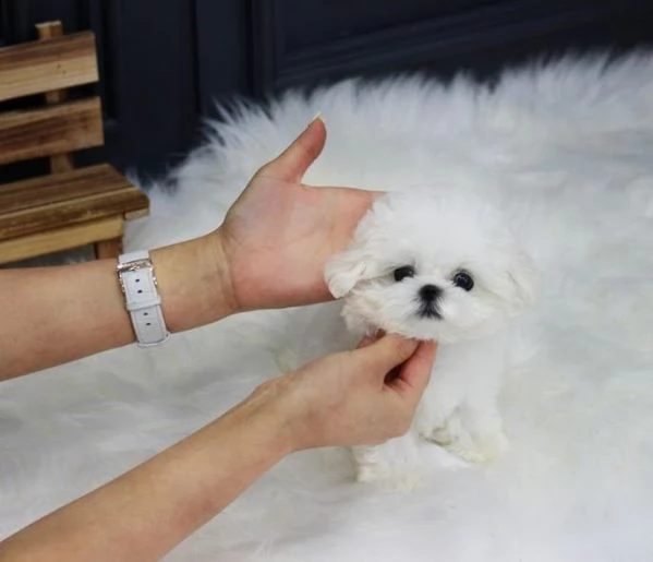 adorabili cuccioli micro maltese femminucce e maschietti disponibili