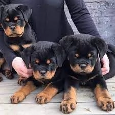 adorabili cuccioli rottweiler femminucce e maschietti disponibili