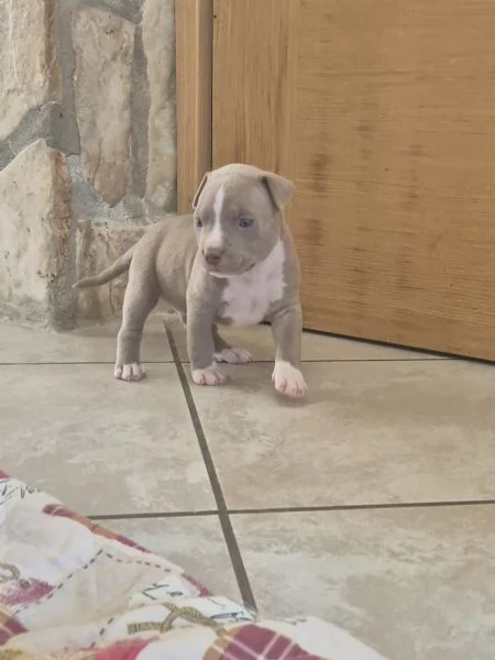 Cuccioli  Pitbull vari colore  | Foto 6