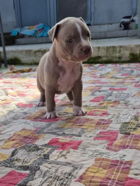 Cuccioli  Pitbull vari colore  | Foto 5