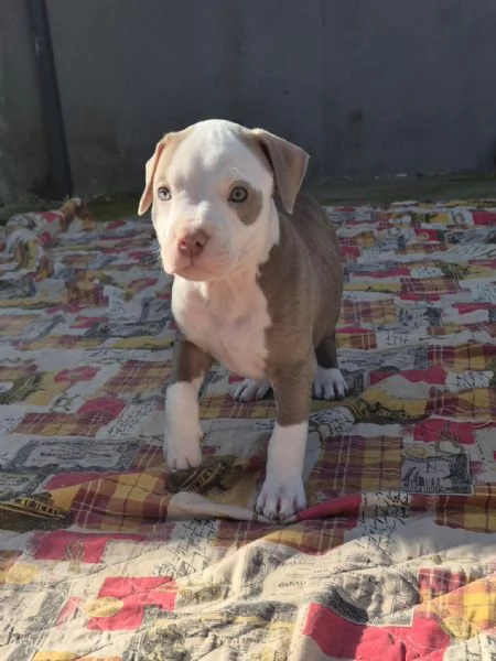 Cuccioli  Pitbull vari colore  | Foto 3
