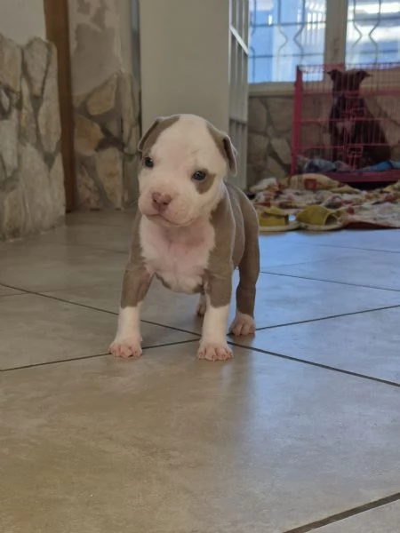 Cuccioli  Pitbull vari colore  | Foto 2