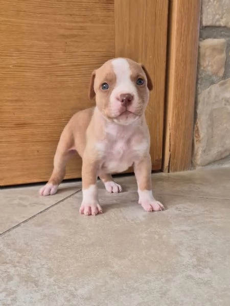 Cuccioli  Pitbull vari colore  | Foto 1
