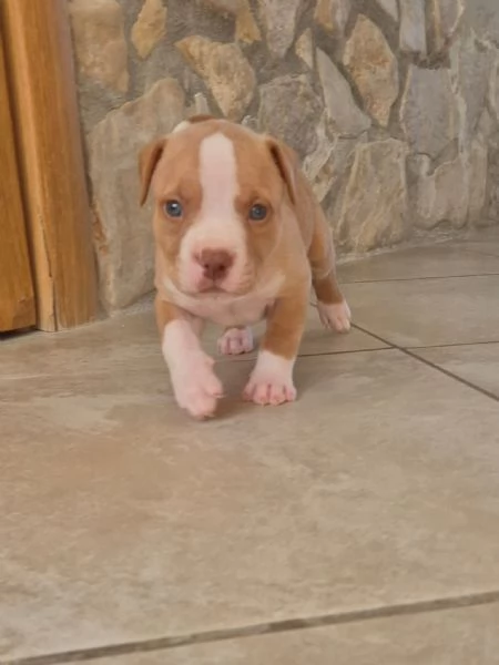 Cuccioli  Pitbull vari colore  | Foto 0