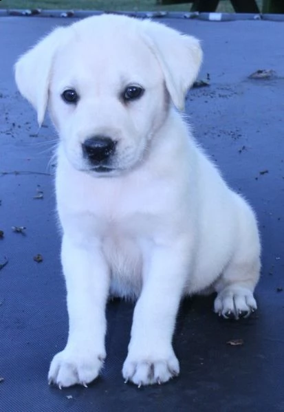 adorabili cuccioli labrador retriver femminucce e maschietti disponibili